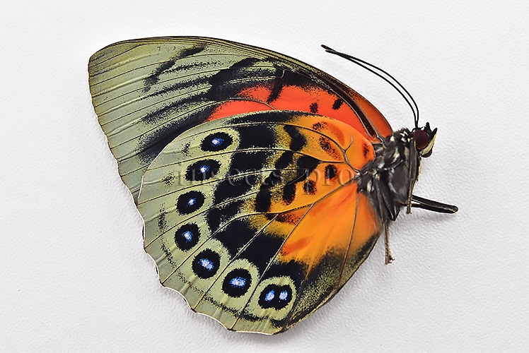 Agrias beatifica x Agrias claudina lugens A1 ♀ HYBRID* ORIGINAL PICTURE* - Image 2