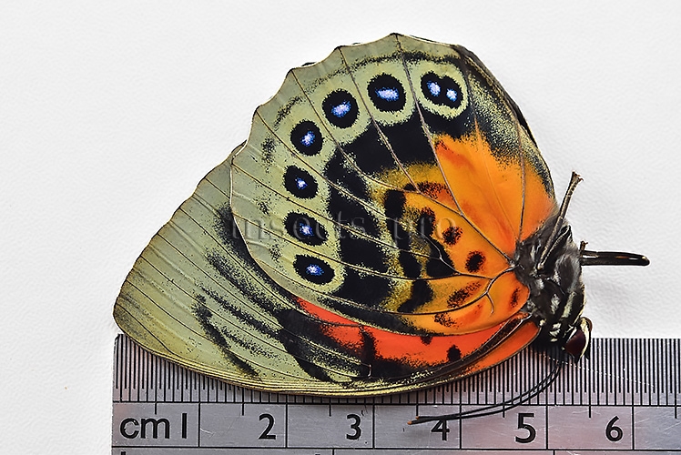 Agrias beatifica x Agrias claudina lugens A1 ♀ HYBRID* ORIGINAL PICTURE* - Image 3
