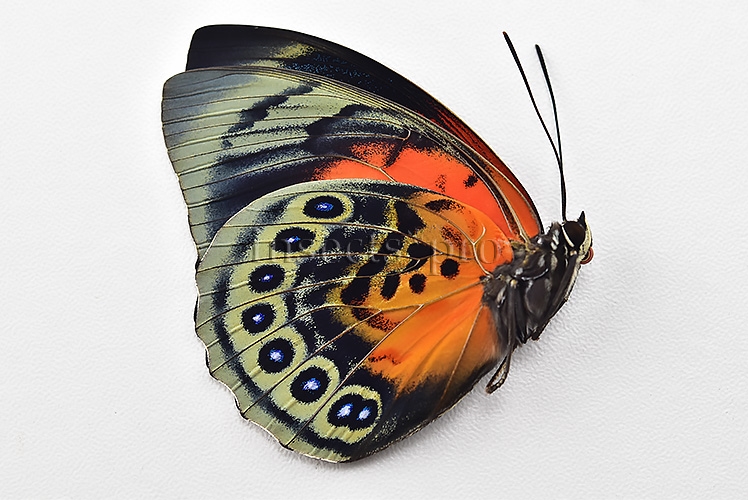 Agrias beatifica x Agrias claudina lugens A1 ♀ HYBRID* ORIGINAL PICTURE* - Image 2
