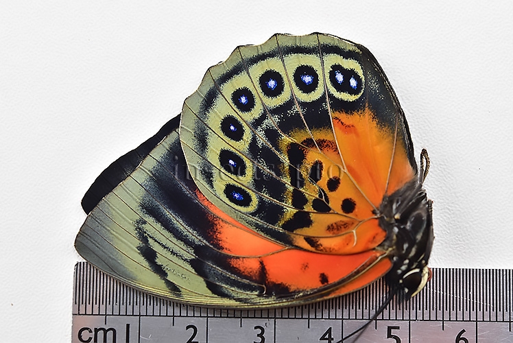 Agrias beatifica x Agrias claudina lugens A1 ♀ HYBRID* ORIGINAL PICTURE* - Image 3