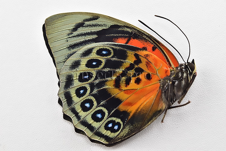 Agrias beatifica x Agrias claudina lugens A1 ♀ HYBRID* ORIGINAL PICTURE* - Image 2