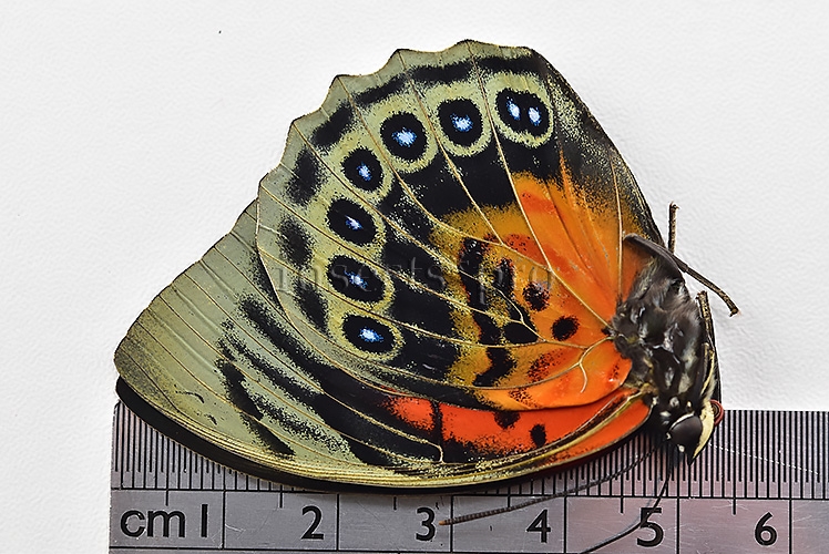 Agrias beatifica x Agrias claudina lugens A1 ♀ HYBRID* ORIGINAL PICTURE* - Image 3