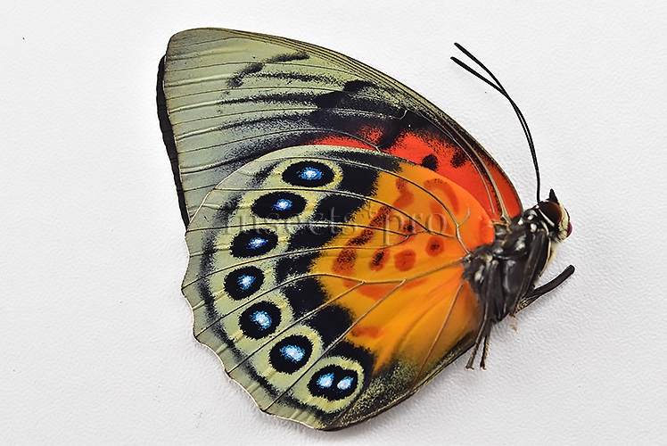 Agrias beatifica x Agrias claudina lugens A1 ♀ ORIGINAL PICTURE* - Image 2