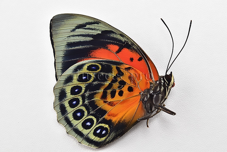 Agrias beatifica x Agrias claudina lugens A1 ♀ HYBRID* ORIGINAL PICTURE* - Image 2