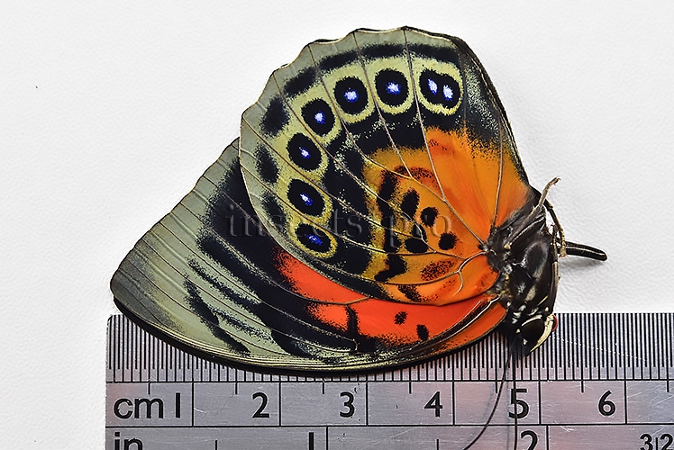 Agrias beatifica x Agrias claudina lugens A1 ♀ HYBRID* ORIGINAL PICTURE* - Image 3