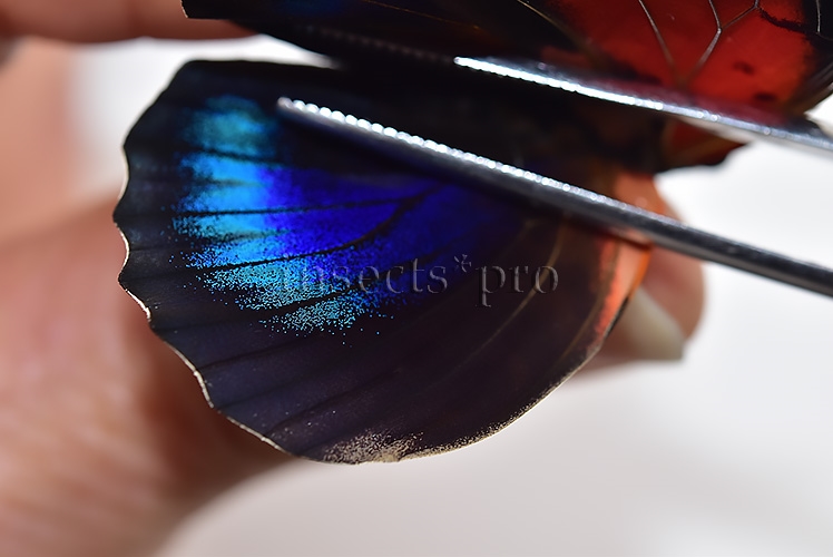 Agrias beatifica x Agrias claudina lugens A1 ♀ HYBRID* ORIGINAL PICTURE* - Image 4