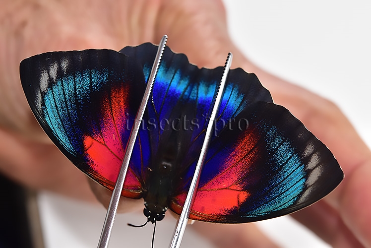Agrias beatifica x Agrias claudina lugens A1 ♀ HYBRID* ORIGINAL PICTURE*