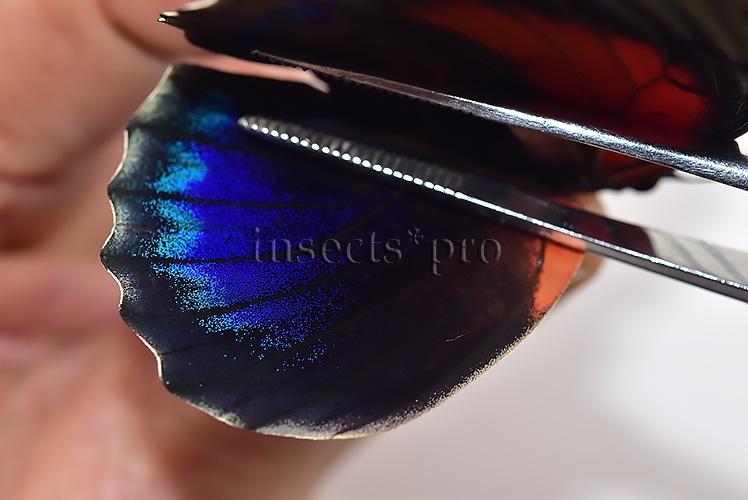 Agrias beatifica x Agrias claudina lugens A1 ♀ HYBRID* ORIGINAL PICTURE* - Image 4