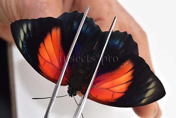 Agrias beatifica x Agrias claudina lugens A1 ♀ HYBRID* ORIGINAL PICTURE*
