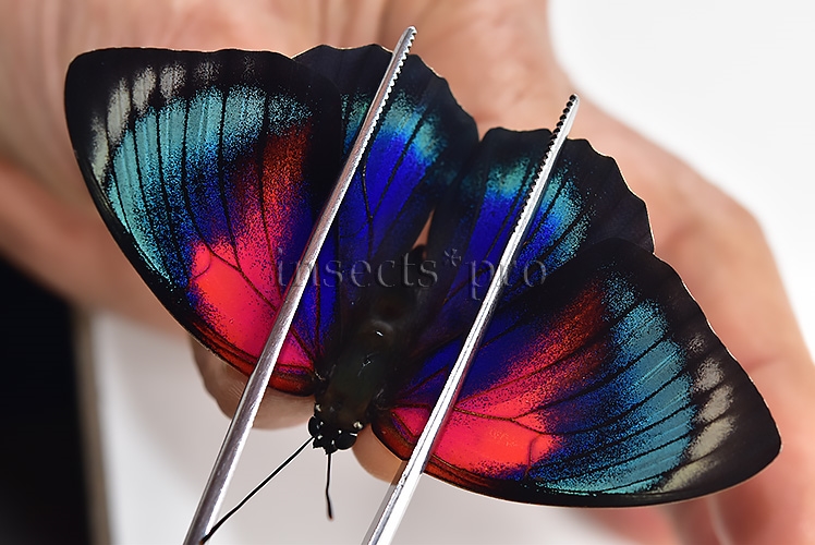 Agrias beatifica x Agrias claudina lugens A1 ♀ ORIGINAL PICTURE*