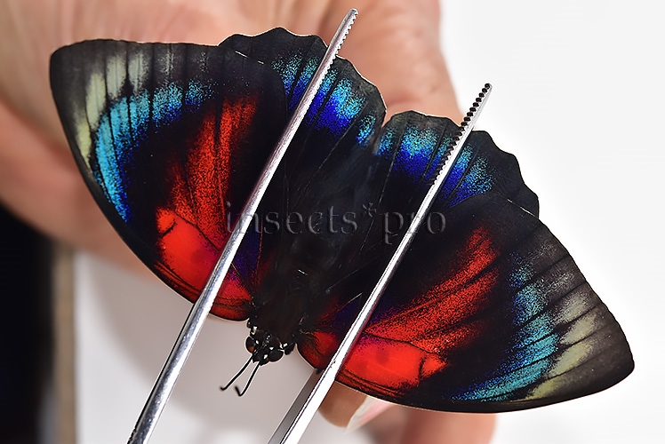 Agrias beatifica x Agrias claudina lugens A1 ♀ ORIGINAL PICTURE*