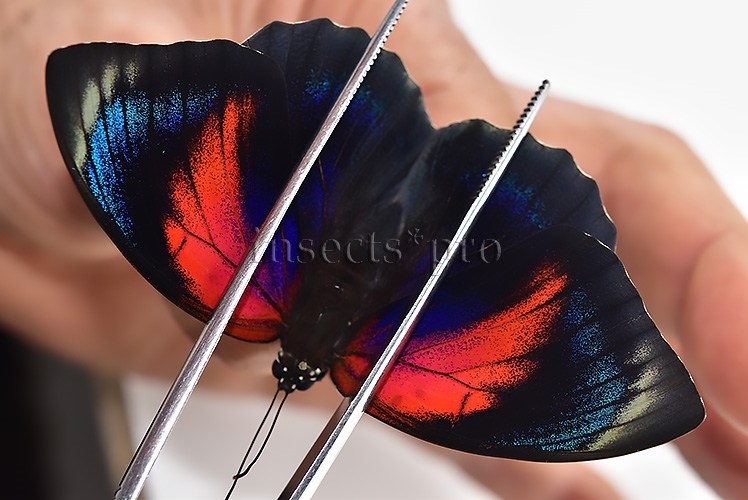 Agrias beatifica x Agrias claudina lugens A1 ♀ HYBRID* ORIGINAL PICTURE*