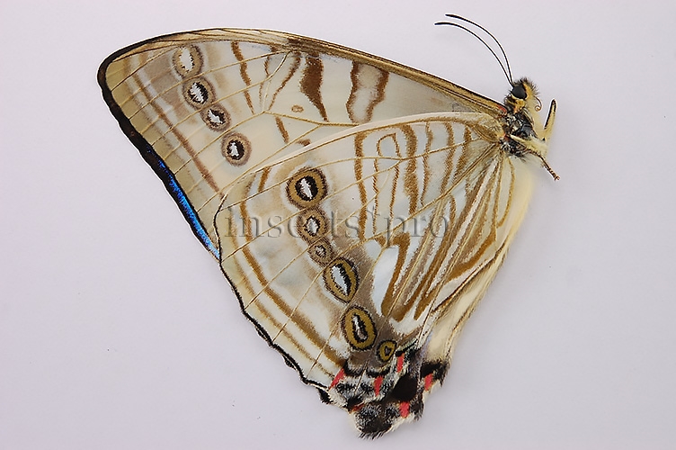 :::BULK SALE:::: Morpho sulkowskyi A1/A1- ♂ GOOD PRICE - Image 2