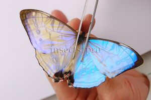 :::BULK SALE:::: Morpho sulkowskyi selenaris A1- ♂ MOTHER-OF-PEARL MORPHO