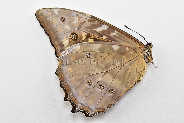 Morpho telemachus penelope ♀ - Image 2