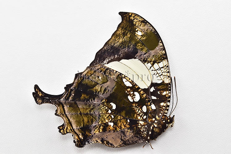 Anaea clytemnestra A1 ♀ - Image 2