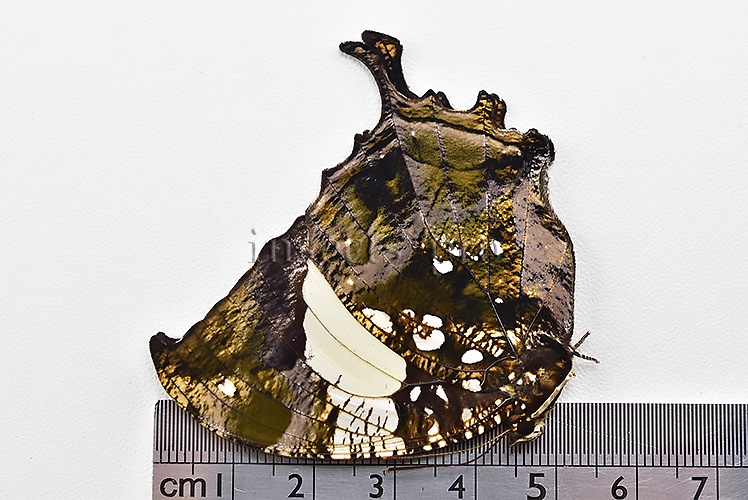 Anaea clytemnestra A1 ♀ - Image 3