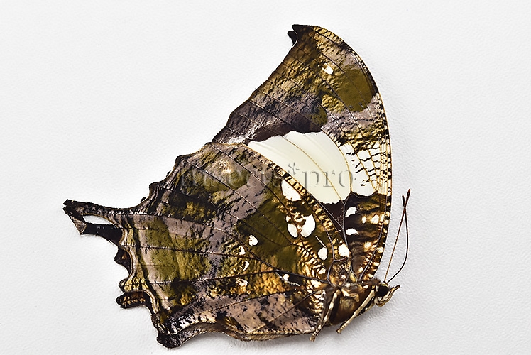 Anaea clytemnestra A1 ♀ - Image 2