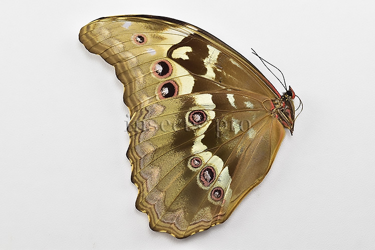 Morpho godartii tingomariensis A1 ♀ - Image 2