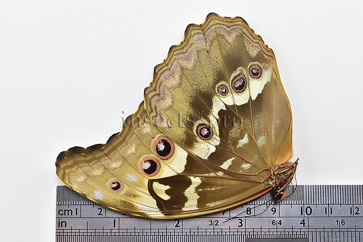 Morpho godartii tingomariensis A1 ♀ - Image 3