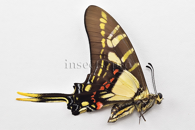 Eurytides thyastes thyastinus A1 ♀ ABERRATION* GYNANDROMORPH? - Image 2