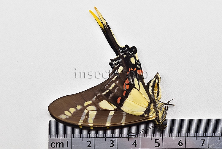 Eurytides thyastes thyastinus A1 ♀ ABERRATION* GYNANDROMORPH? - Image 3