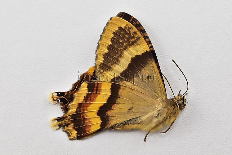 Homidiana sp. ♂ RARE SP 2