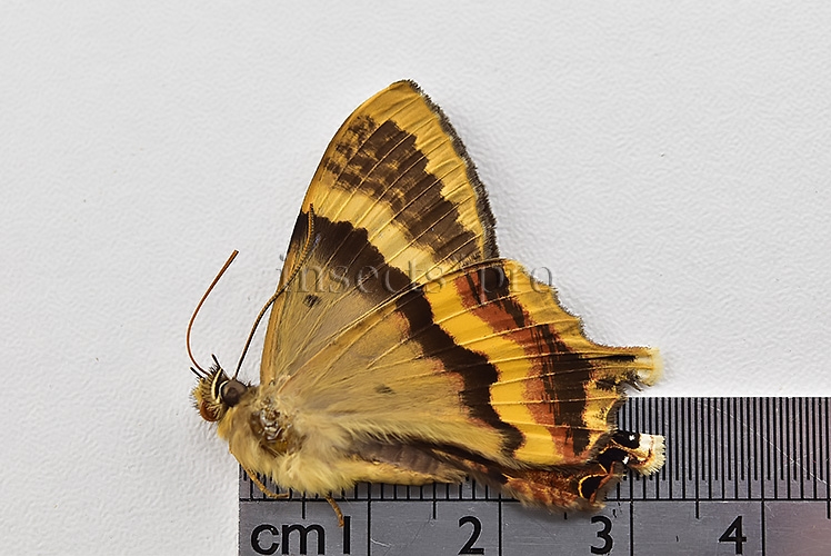 Homidiana sp. ♂ RARE SP 2 - Image 2