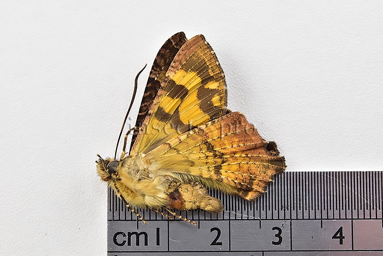 Homidiana sp. ♂ RARE SP 3 - Image 2