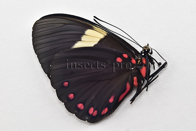Hamadryas laodamia laodamia A1 ♀ - Image 2
