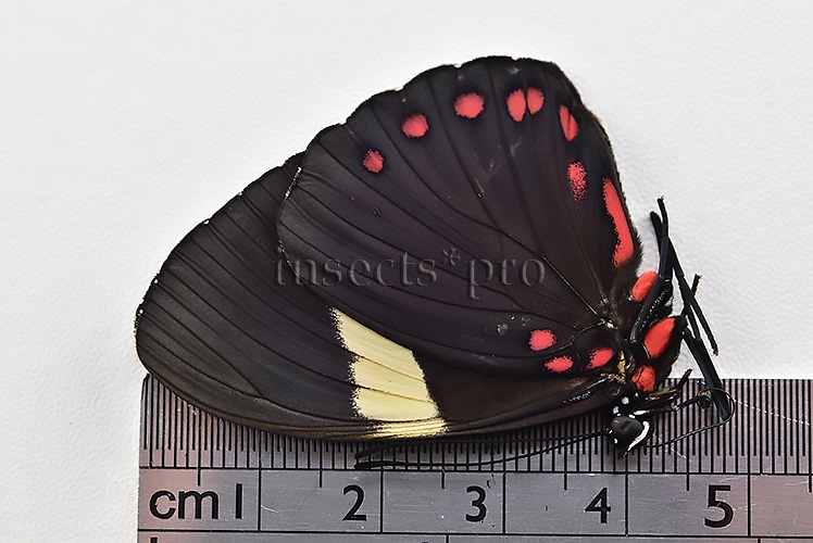 Hamadryas laodamia laodamia A1 ♀ - Image 3
