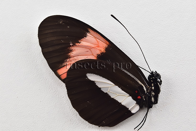 Heliconius melpomene amaryllis A1 ♂ ABERRATION* White and yellow hindwings - Image 2