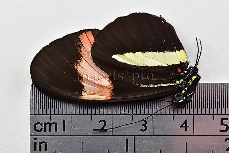 Heliconius melpomene amaryllis A1 ♂ ABERRATION* White and yellow hindwings - Image 3