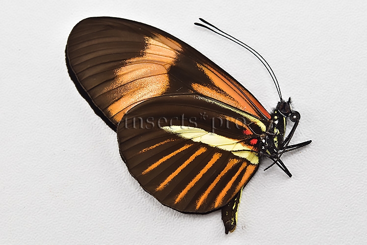 Heliconius melpomene amaryllis x aglaope A1 ♂ HYBRID* - Image 2