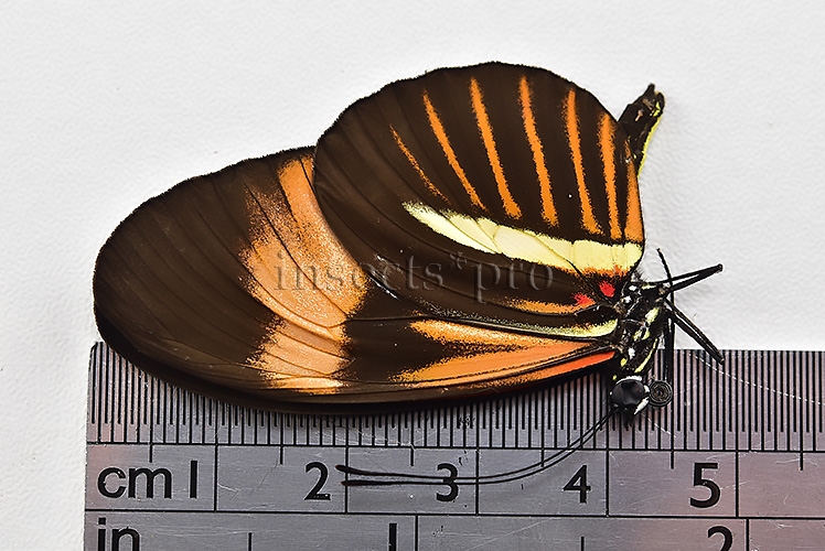 Heliconius melpomene amaryllis x aglaope A1 ♂ HYBRID* - Image 3