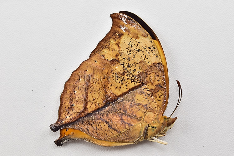 Anaea itys itys A1 ♀ DEAD LEAF BUTTERFLY - Image 2