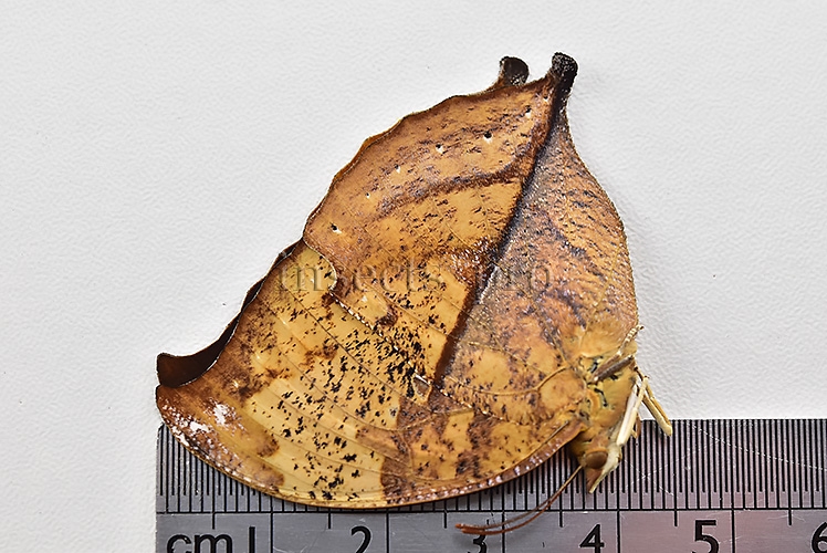 Anaea itys itys A1 ♀ DEAD LEAF BUTTERFLY - Image 3