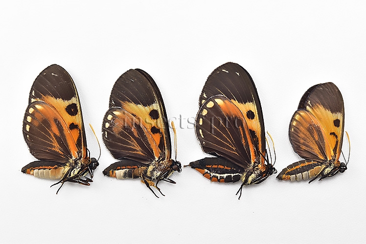 Duboisvalia sp. A1 ♂♀ SET of 4 sp.
