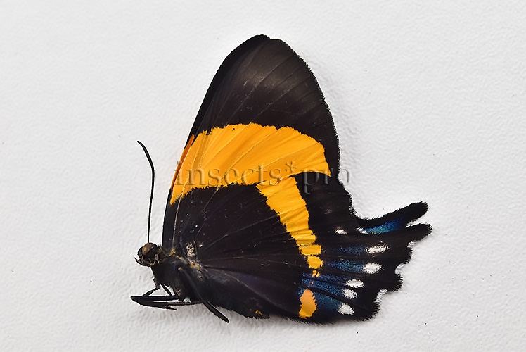 Ancyluris inca cacica ♀ - Image 2