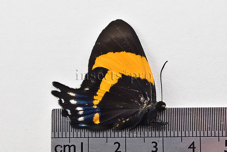 Ancyluris inca cacica ♀ - Image 3
