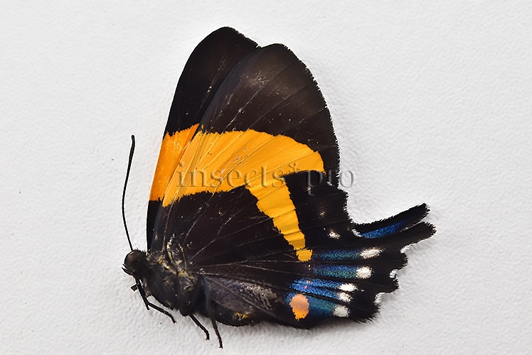 Ancyluris inca cacica ♀ - Image 2