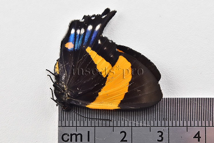 Ancyluris inca cacica ♀ - Image 3