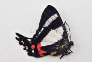 Ancyluris formosissima venerabilis ♀