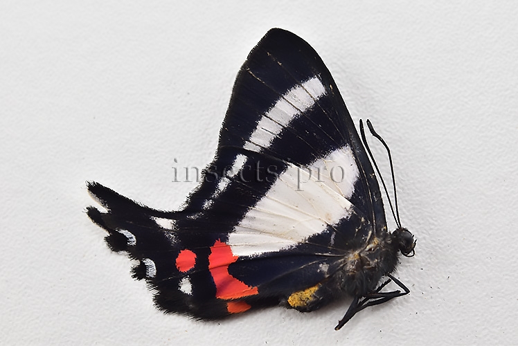 Ancyluris formosissima venerabilis ♀