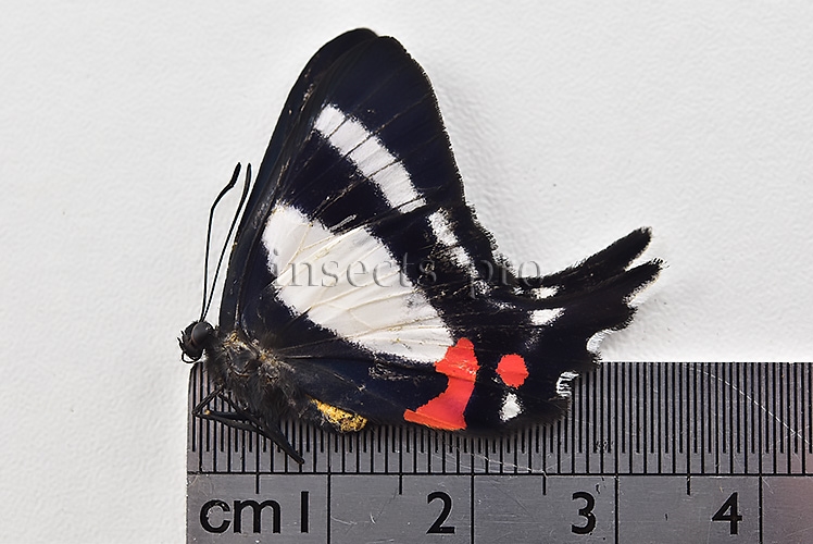 Ancyluris formosissima venerabilis ♀ - Image 2
