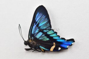 Ancyluris aulestes eryxo f. insolita A1 ♂ ABERRATION* YELLOWISH
