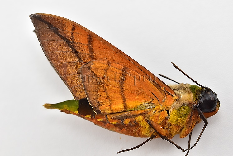 Oryba kadeni ♂ - Image 2