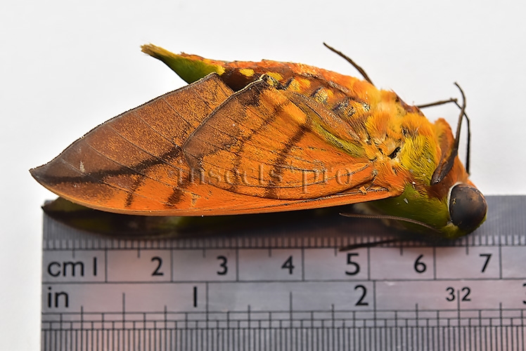 Oryba kadeni ♂ - Image 3