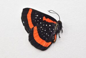 Amarynthis meneria A1 ♀