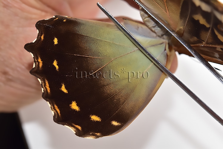 Morpho telemachus penelope ♀ - Image 4